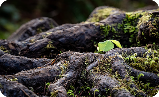 A Message Rooted in Nature