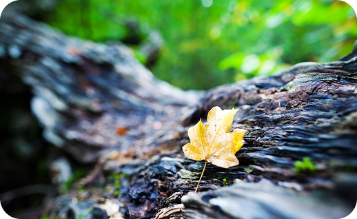 More Nature, More Life